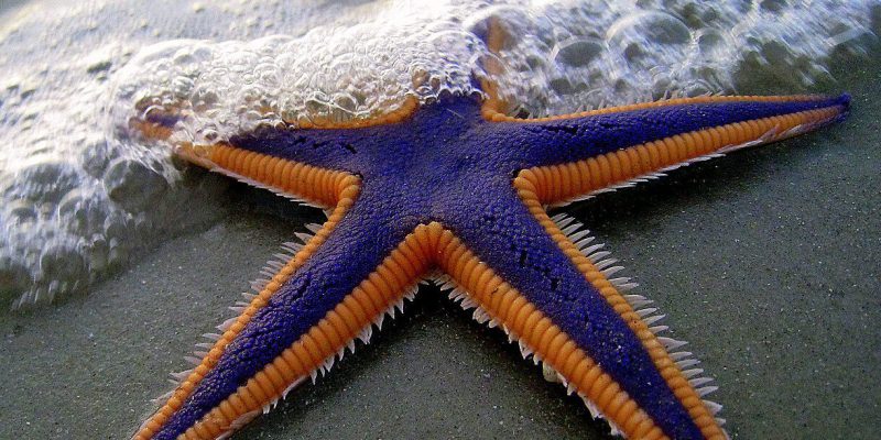 Purple_and_Orange_Starfish_on_the_Beach