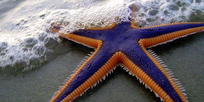 Purple_and_Orange_Starfish_on_the_Beach